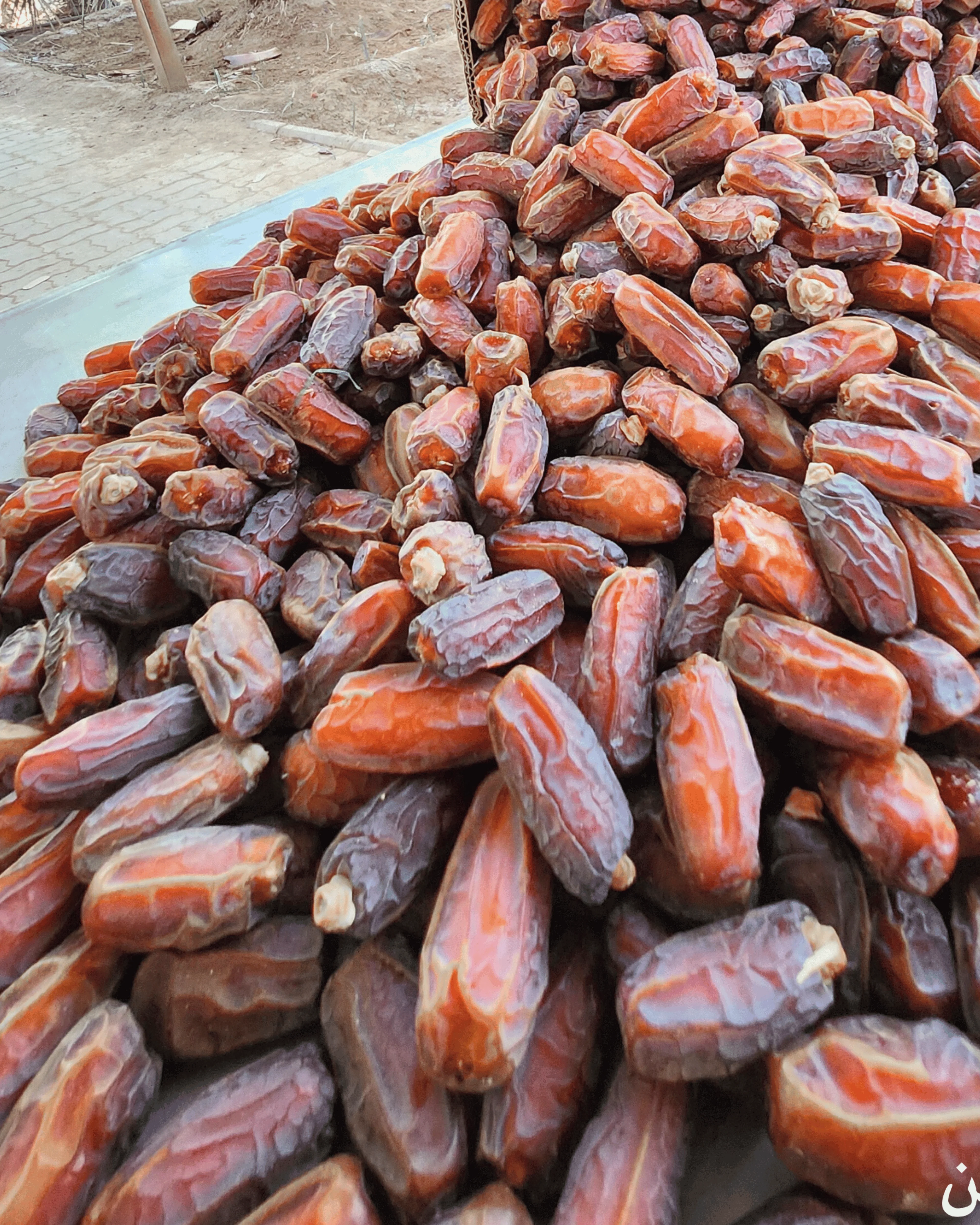 Mabroom Classic Medium Khajoor - Pure Fresh Stock - Image 4