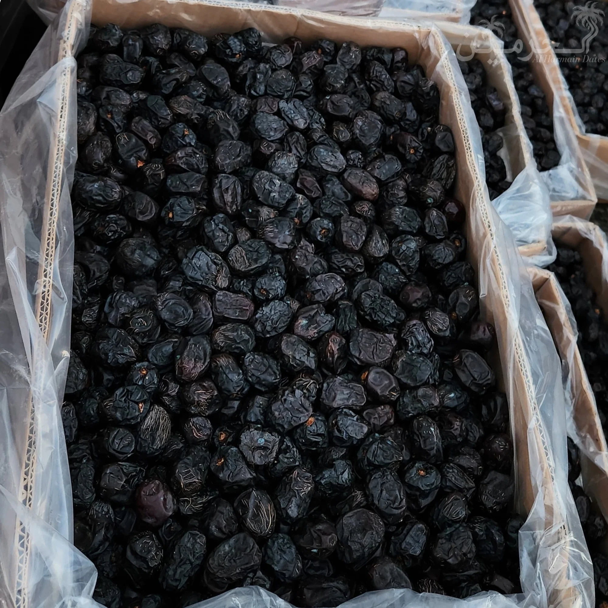 JUMBO Dana Ajwa Khajoor – Premium A++ Quality - Image 4