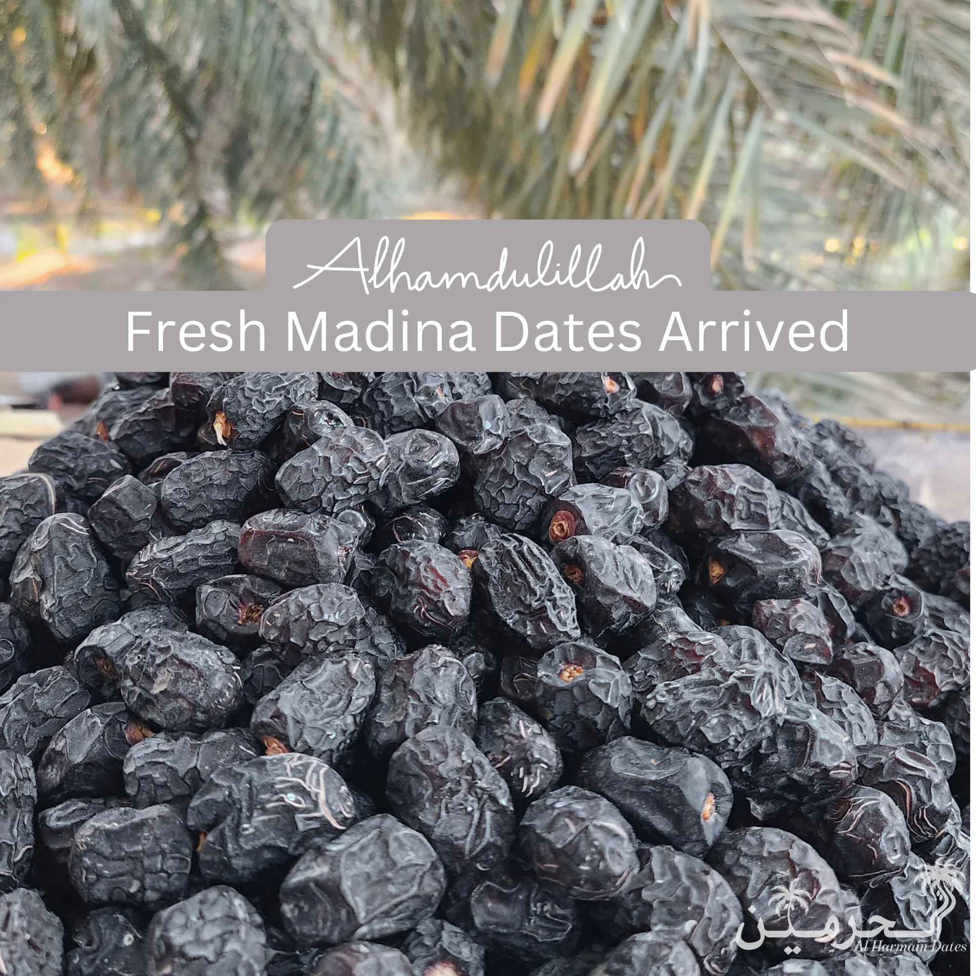 JUMBO Dana Ajwa Khajoor – Premium A++ Quality - Image 5