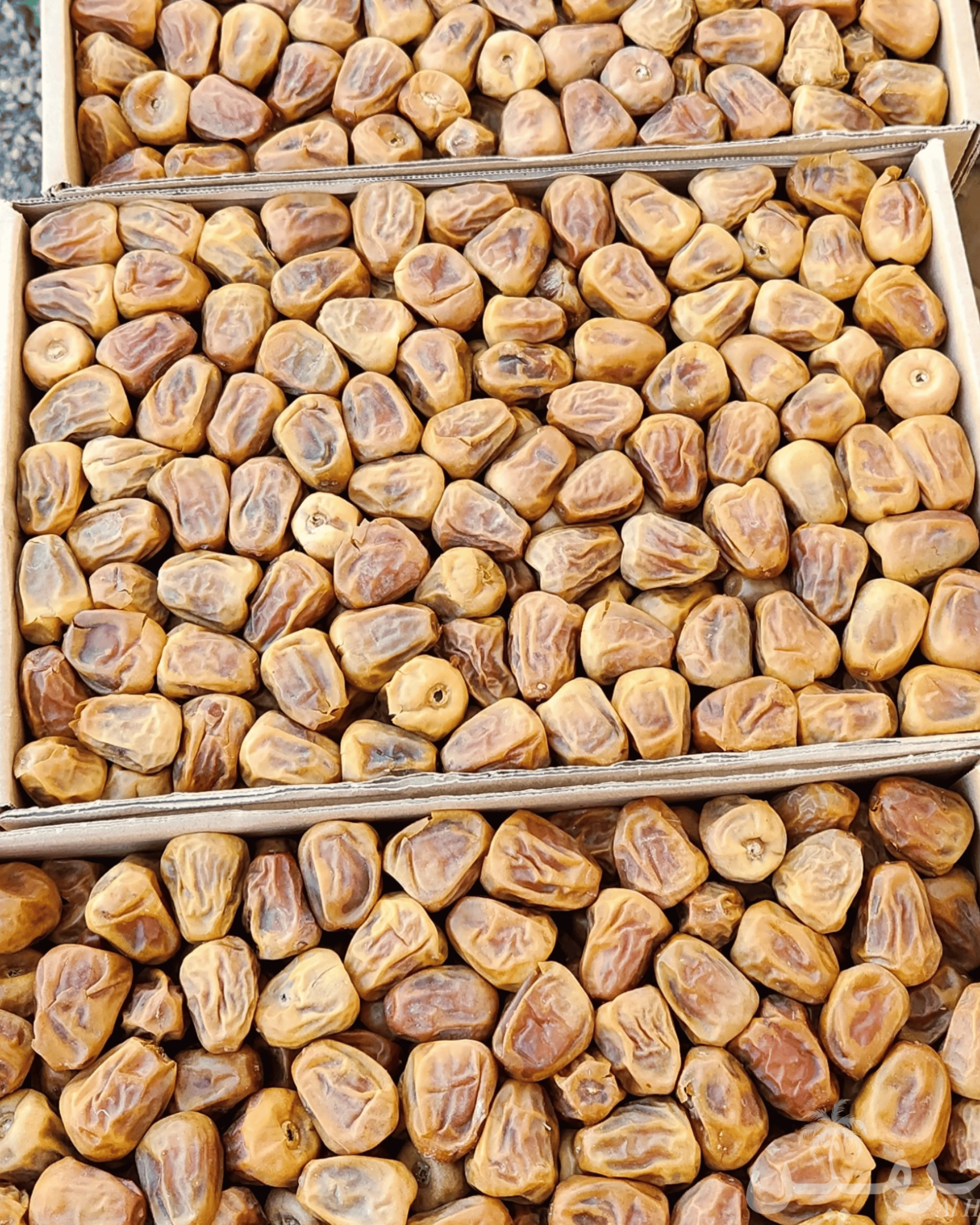 JUMBO Dana Sukkari Gold Khajoor - Soft Hard Mix - Image 4